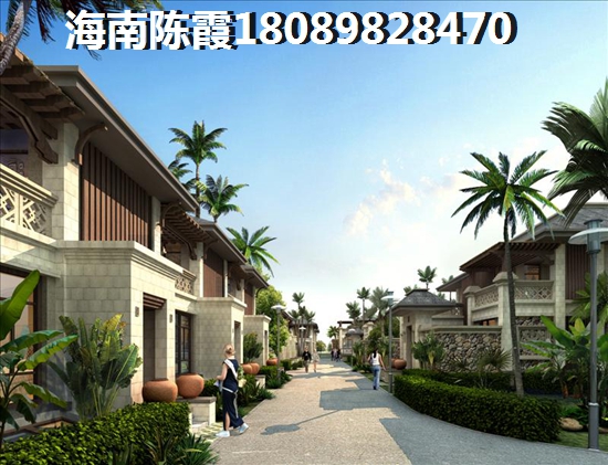 正宗八角树树苗正品
